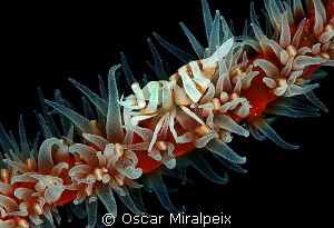 Whip coral shrimp by Oscar Miralpeix 